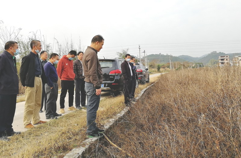 科技特派员团队在前锋指导番薯试验示范片的前期工作 科技特派员团队在前锋指导番薯试验示范片的前期工作
